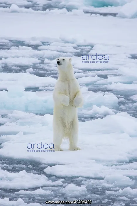 : Polar Bear - adult bear standing upright on its : Polar Bear - adult bear standing upright on its