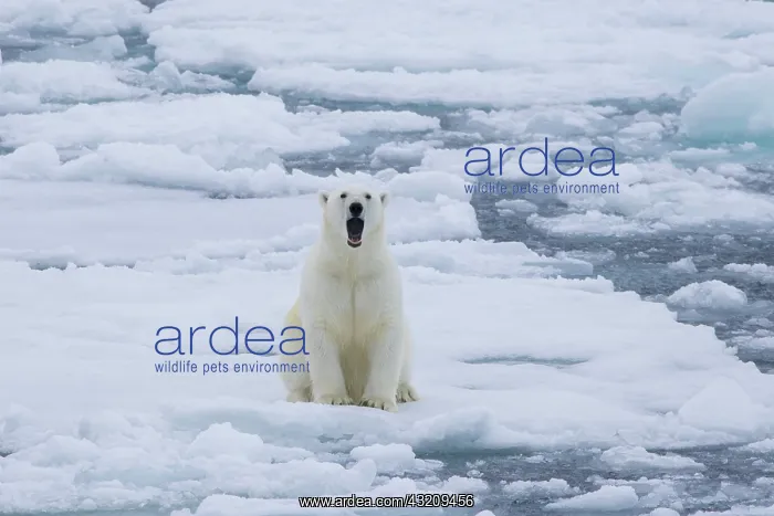 : Polar Bear - adult bear yawning - Norway : Polar Bear - adult bear yawning - Norway