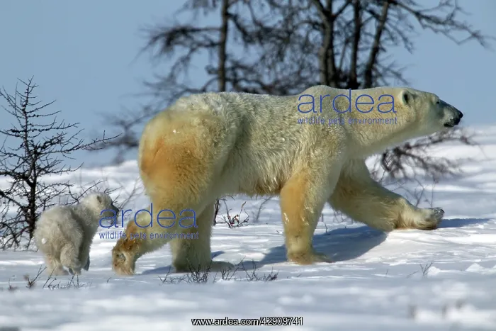 : Polar Bear - adult and cub : Polar Bear - adult and cub