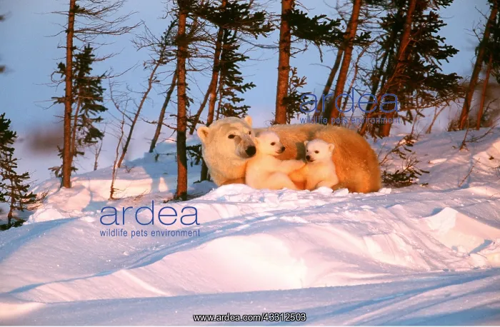  : POLAR BEAR - adult with two cubs