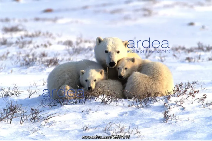 : POLAR BEAR - adult & two cubs huddled together : POLAR BEAR - adult & two cubs huddled together
