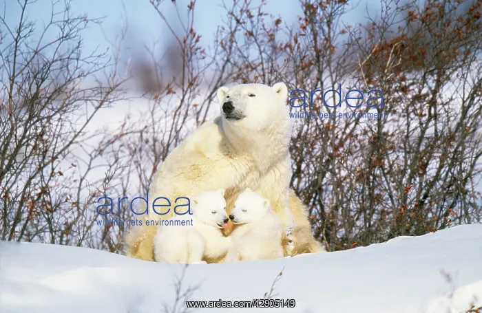  : Polar Bear - adult with two cubs in snow