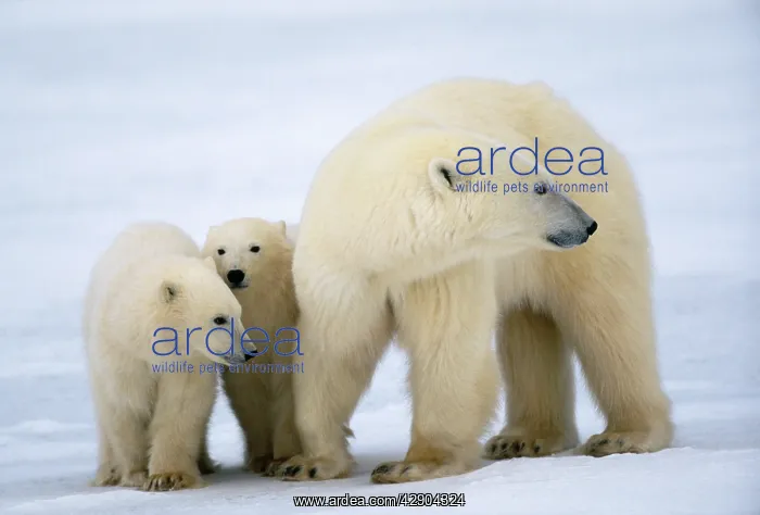 : POLAR BEAR - adult and two cubs standing : POLAR BEAR - adult and two cubs standing