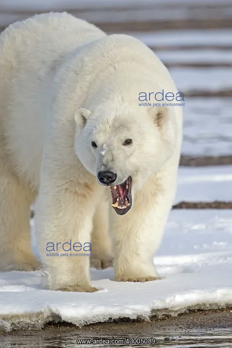 : Polar Bear adult female Autumn : Polar Bear adult female Autumn