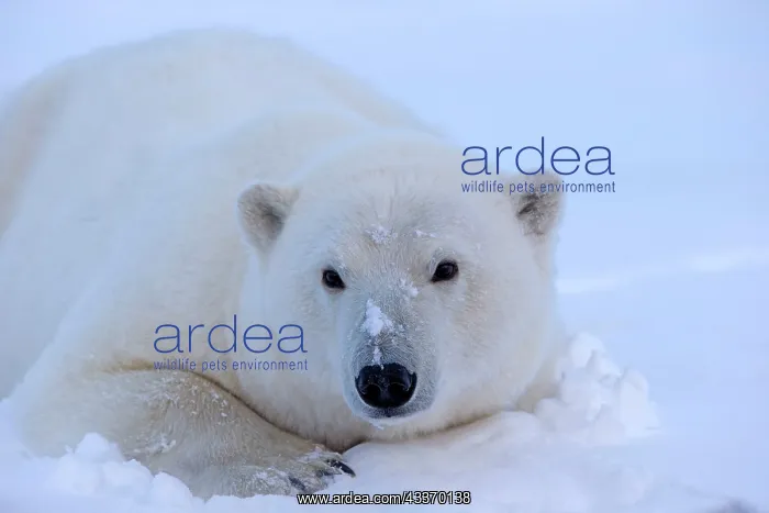 : Polar Bear - adult female along a barrier island : Polar Bear - adult female along a barrier island
