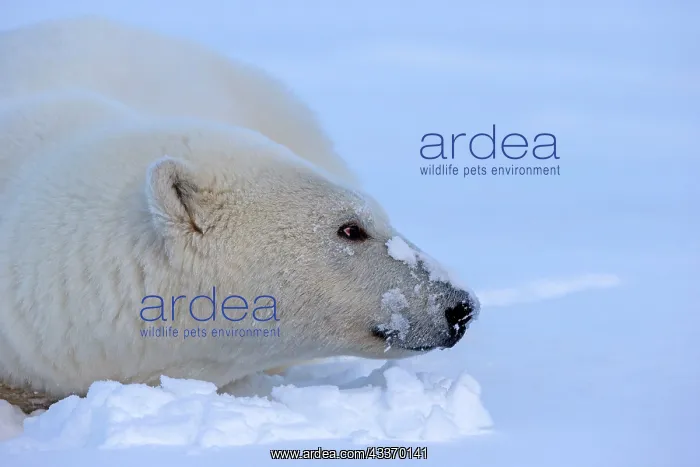 : Polar Bear - adult female along a barrier island : Polar Bear - adult female along a barrier island