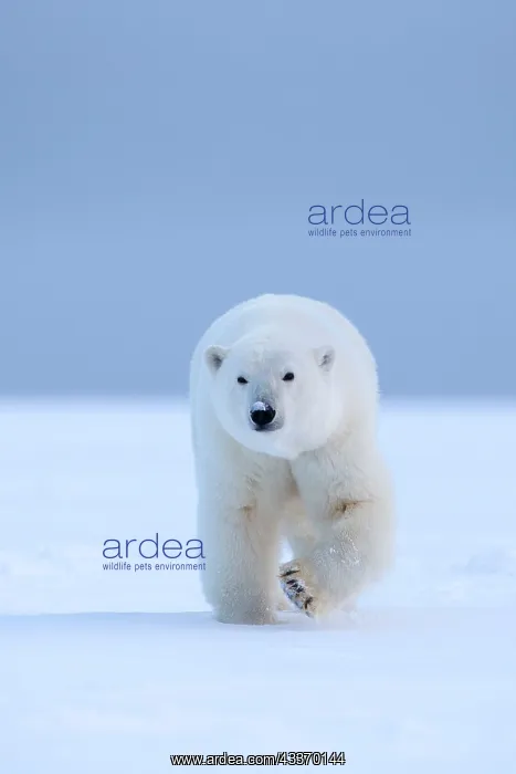 : Polar Bear - adult female along a barrier island : Polar Bear - adult female along a barrier island