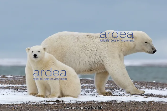 : Polar Bear adult female with cub Autumn : Polar Bear adult female with cub Autumn