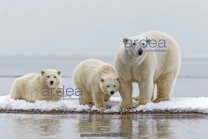 : Polar Bear adult female with cubs Autumn : Polar Bear adult female with cubs Autumn
