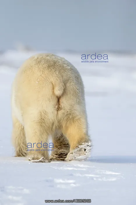 : Polar Bear adult female in the snow rear view Autumn : Polar Bear adult female in the snow rear view Autumn