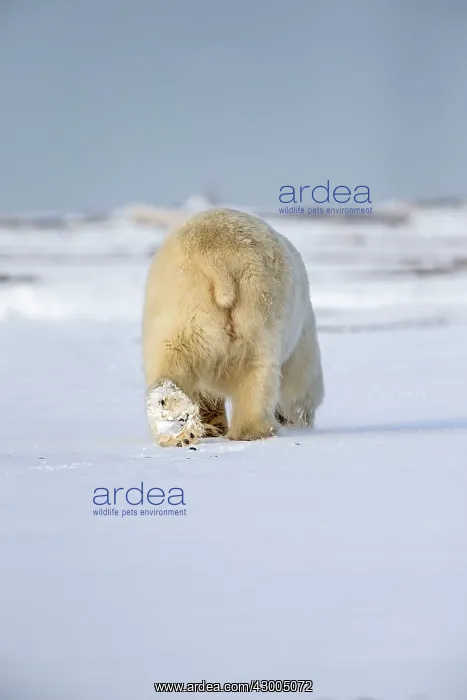: Polar Bear adult female in the snow rear view Autumn : Polar Bear adult female in the snow rear view Autumn