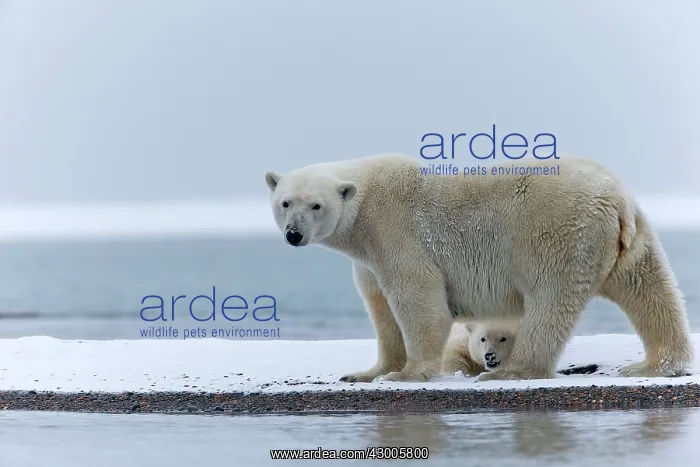 : Polar Bear adult female with one year old cub Autumn : Polar Bear adult female with one year old cub Autumn