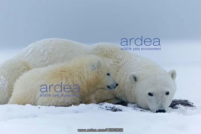 : Polar Bear adult female with one year old cub Autumn : Polar Bear adult female with one year old cub Autumn