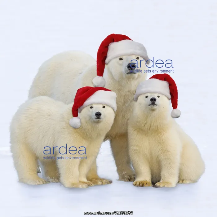 : Polar Bear - adult female with one year old cubs : Polar Bear - adult female with one year old cubs
