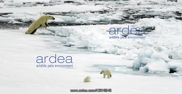  : Polar Bear adult female with young