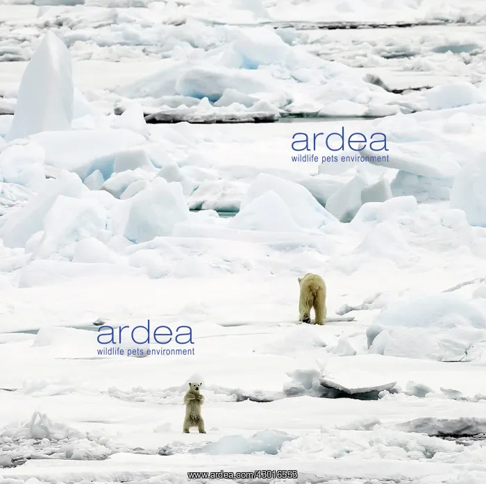  : Polar Bear adult female with young