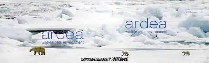  : Polar Bear adult female with young
