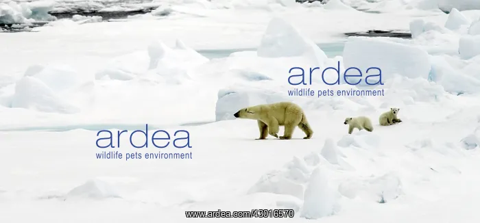 : Polar Bear adult female with young