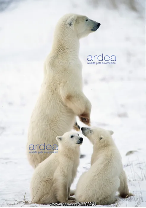 : POLAR BEAR - adult on hind legs, with two cubs : POLAR BEAR - adult on hind legs, with two cubs