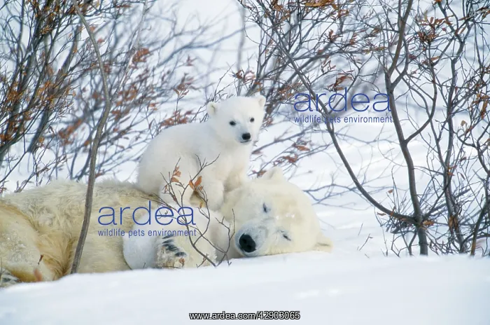 : POLAR BEAR - Adult lying in snow with young : POLAR BEAR - Adult lying in snow with young