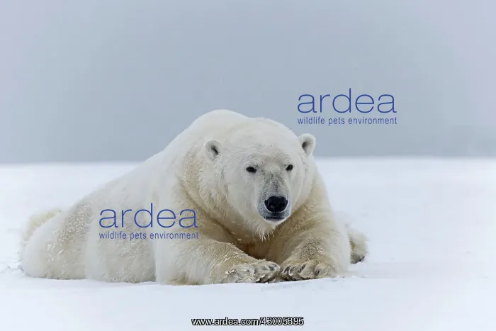 : Polar Bear adult male in the snow Autumn : Polar Bear adult male in the snow Autumn