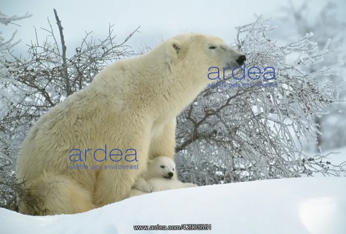 : Polar BEAR - adult sitting asleep with cubs resting : Polar BEAR - adult sitting asleep with cubs resting