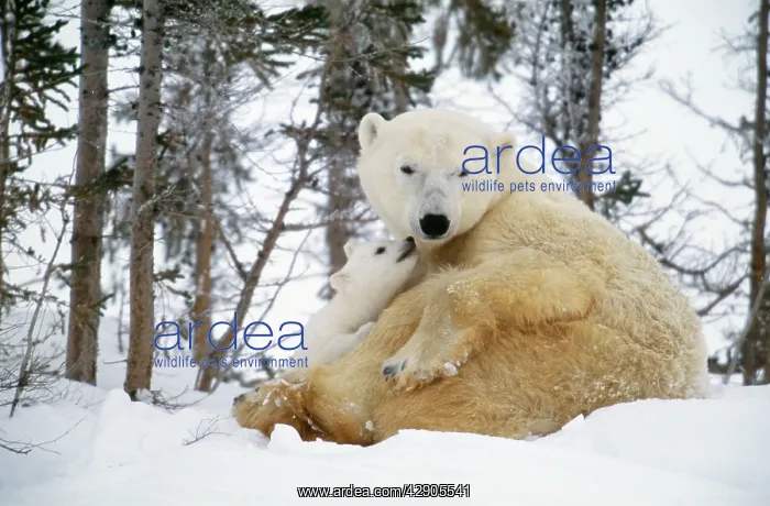 : Polar BEAR - adult sitting with cub sniffing adultIs : Polar BEAR - adult sitting with cub sniffing adultIs