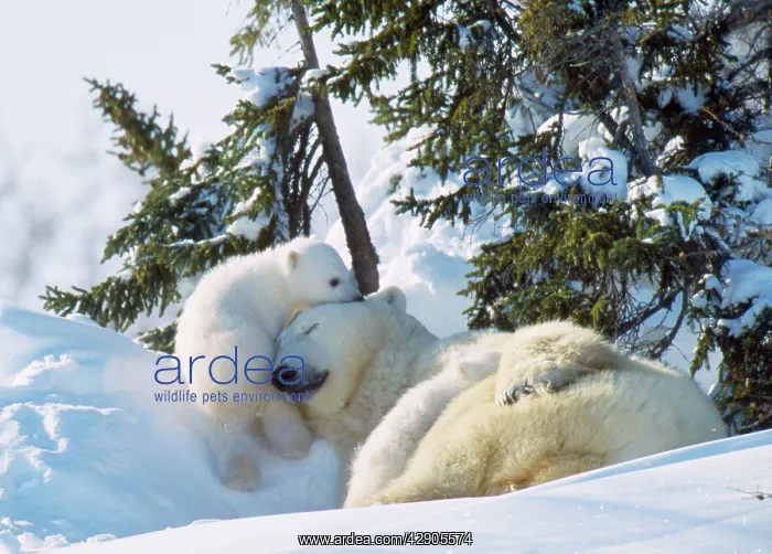 : Polar Bear - adult sleeping with two cubs playing : Polar Bear - adult sleeping with two cubs playing