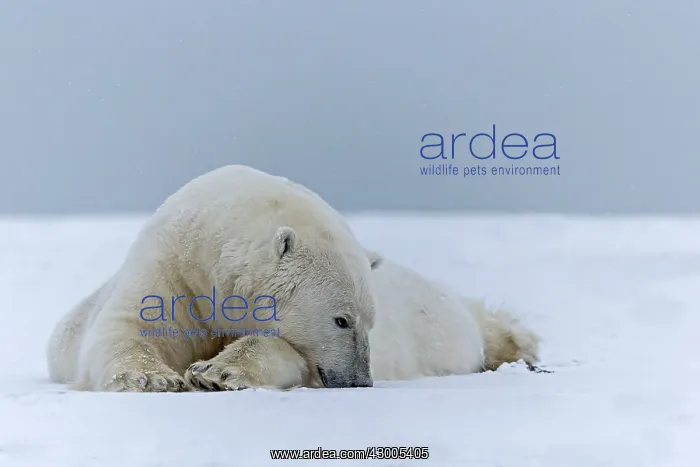 : Polar Bear adult in the snow Autumn : Polar Bear adult in the snow Autumn