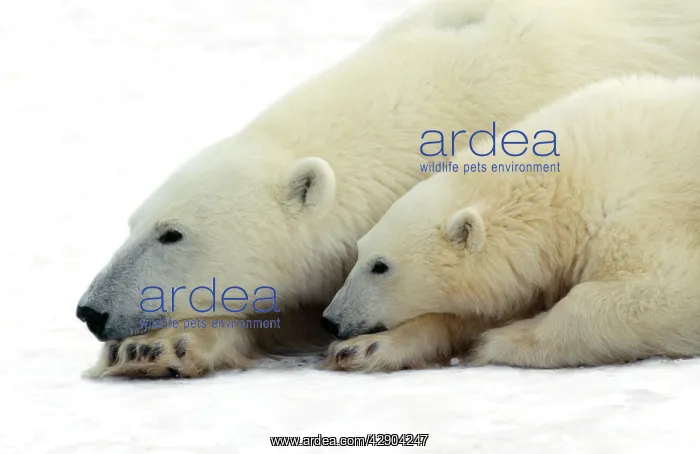 : Polar Bear - adult & young : Polar Bear - adult & young