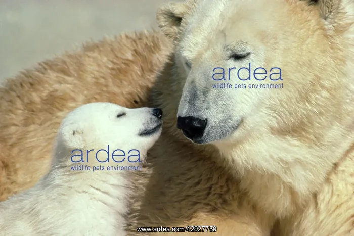 : Polar Bear - adult & young : Polar Bear - adult & young