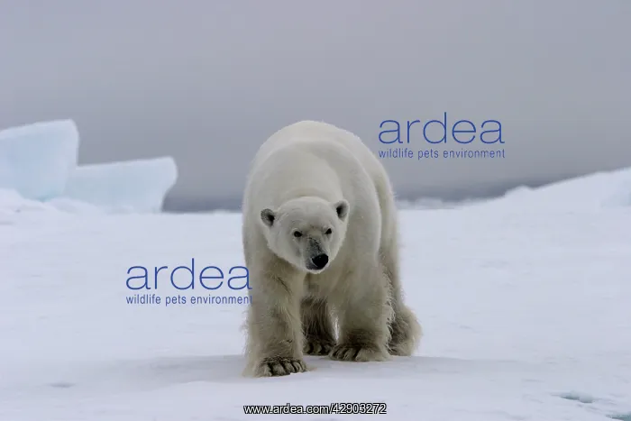 : Polar Bear - approaching : Polar Bear - approaching