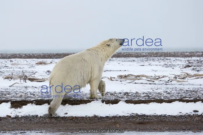 : Polar Bear Autumn : Polar Bear Autumn