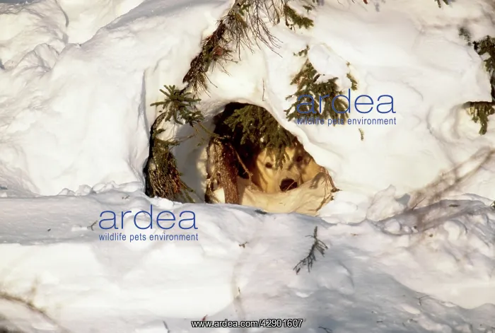 : Polar BEAR and babies - at den entrance : Polar BEAR and babies - at den entrance