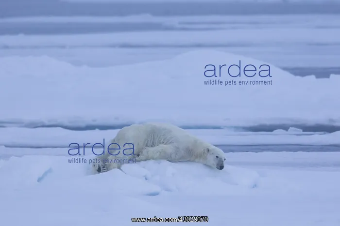 : Polar Bear - bear resting on ice floe - Svalbard, Norway : Polar Bear - bear resting on ice floe - Svalbard, Norway