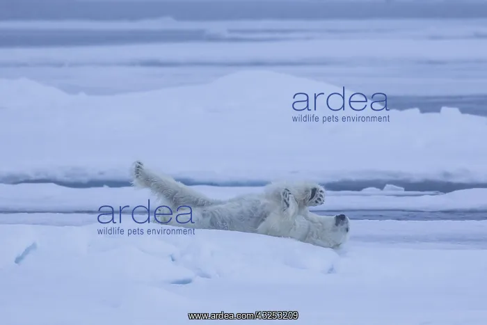 : Polar Bear - bear resting on ice floe - Svalbard, Norway : Polar Bear - bear resting on ice floe - Svalbard, Norway