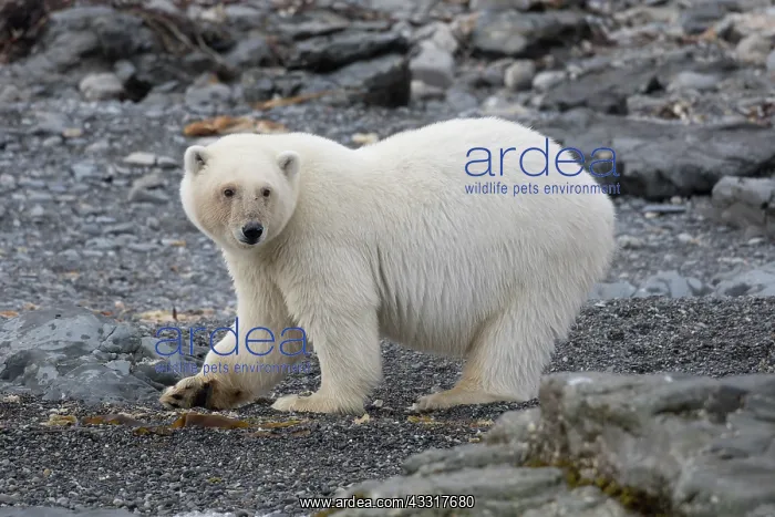 : Polar Bear - bear walking on land - Svalbard : Polar Bear - bear walking on land - Svalbard