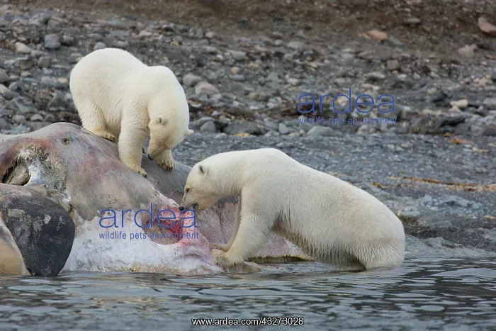 : Polar Bear - bears feeding on the carcass of a Sperm : Polar Bear - bears feeding on the carcass of a Sperm