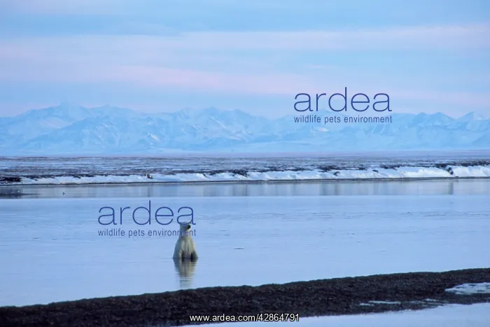 : Polar Bear - in Beaufort Sea along the shore of the Arctic : Polar Bear - in Beaufort Sea along the shore of the Arctic
