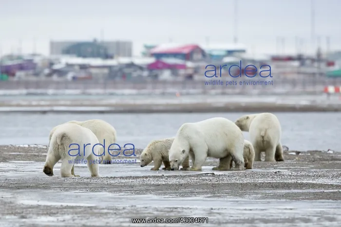 : Polar Bear at the bone pile Autumn : Polar Bear at the bone pile Autumn