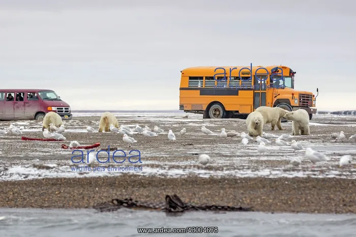 : Polar Bear at the bone pile Autumn : Polar Bear at the bone pile Autumn
