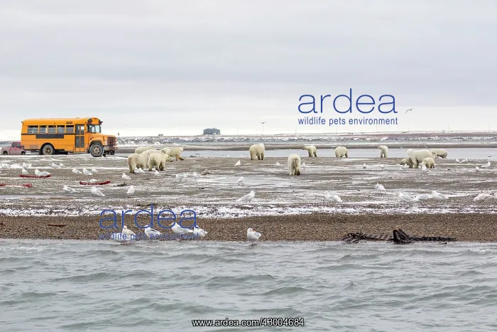  : Polar Bear at the bone pile Autumn