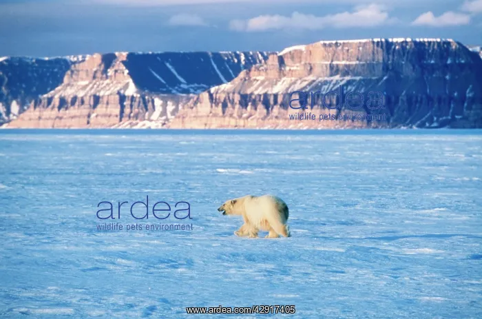 : Polar BEAR - Canadian Arctic : Polar BEAR - Canadian Arctic