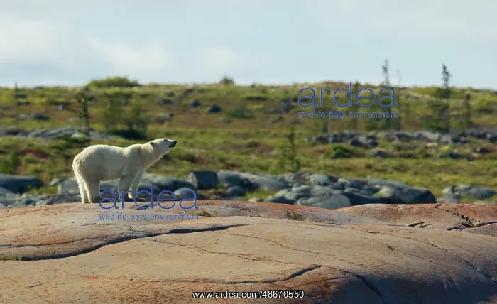 : Polar bear catching a scent in the air along the coast of : Polar bear catching a scent in the air along the coast of