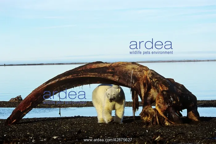 : Polar Bear - checking out the remains of a bowhead : Polar Bear - checking out the remains of a bowhead
