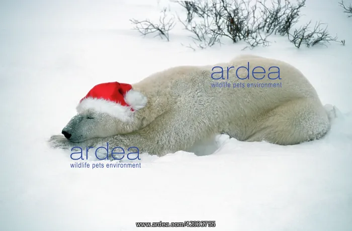 : Polar Bear - with Christmas hat : Polar Bear - with Christmas hat