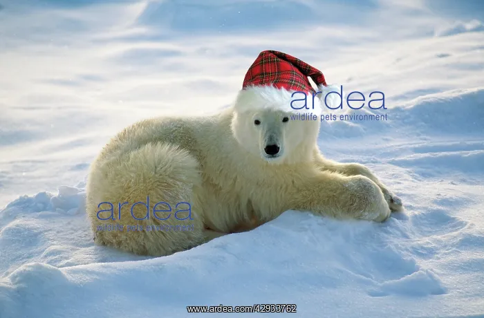 : Polar Bear - with Christmas hat : Polar Bear - with Christmas hat