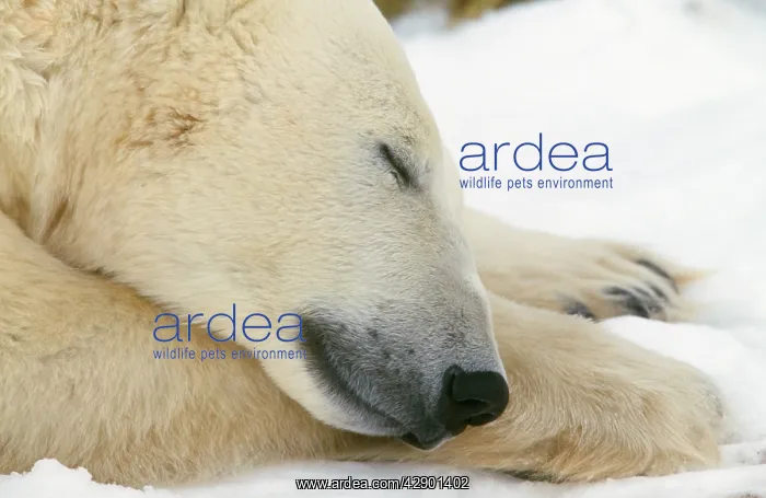 : POLAR BEAR - CLOSE UP SLEEPING : POLAR BEAR - CLOSE UP SLEEPING