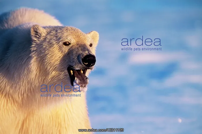 : Polar Bear - close-up : Polar Bear - close-up