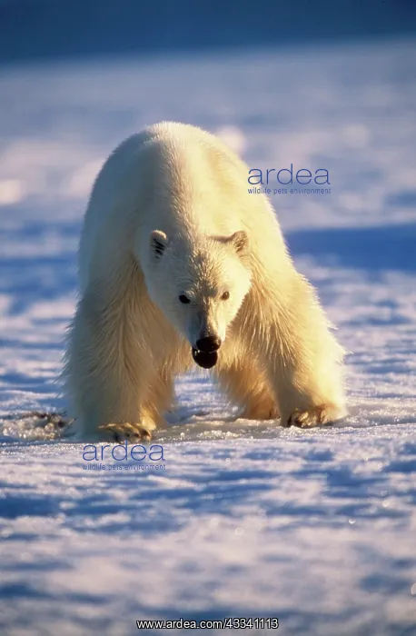 : Polar Bear - close-up : Polar Bear - close-up